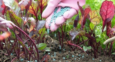 Jak a jak krmit řepu pro růst kořenových plodin a dobrou sklizeň s lidovými prostředky